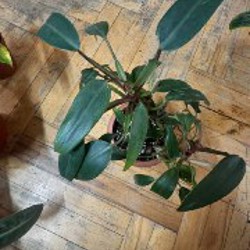 Весеннее цветочное расхламление - фото 6