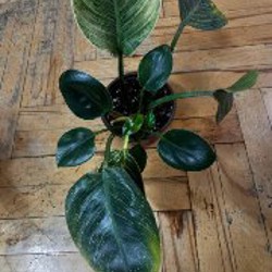 Весеннее цветочное расхламление - фото 7