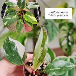 Комнатные растения - фото 2