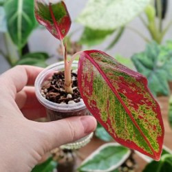 Комнатные растения - фото 3