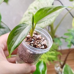 Комнатные растения - фото 4