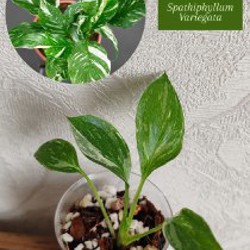 Комнатные растения - фото 5