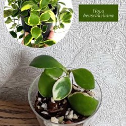 Комнатные растения - фото 6