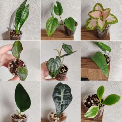 Комнатные растения - фото 7