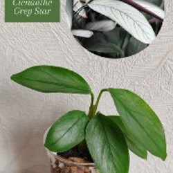 Комнатные растения - фото 8