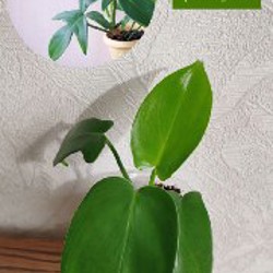 Комнатные растения - фото 9