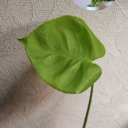 Комнатные растения - фото 10