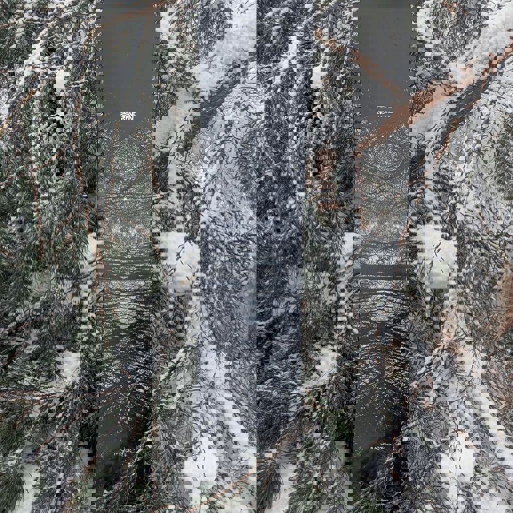 Защитные шорты Demon Flex-Force