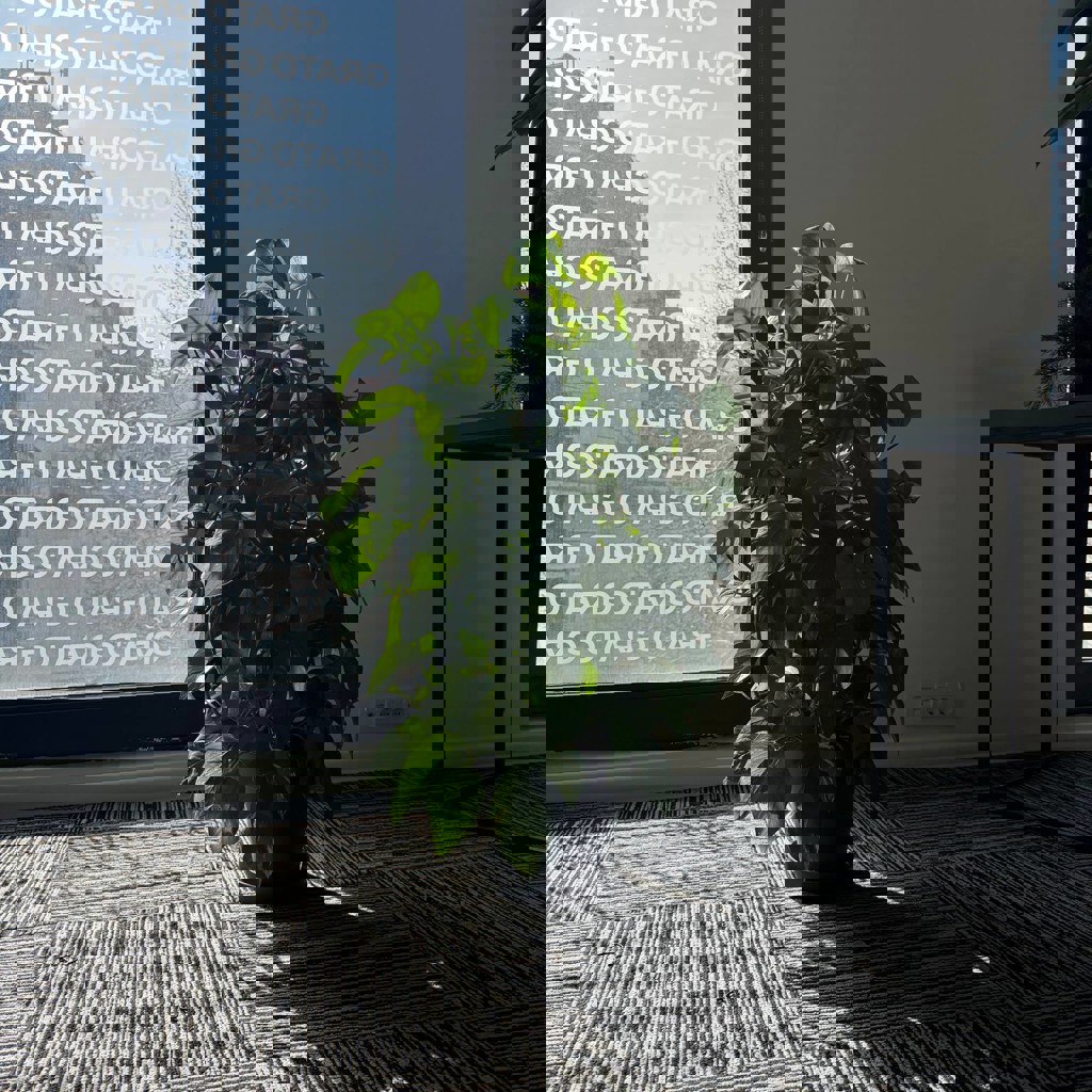 Замиокулькас