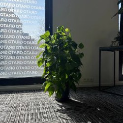 Замиокулькас - фото 1