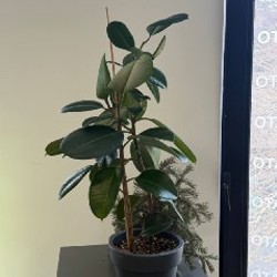 Замиокулькас - фото 2