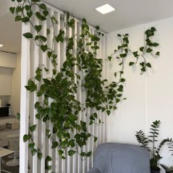 Замиокулькас - фото 3