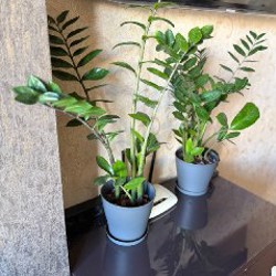 Замиокулькас - фото 4