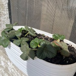 Клубника - фото 1