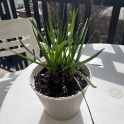 Клубника - фото 3