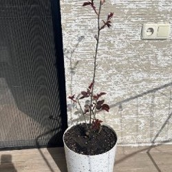 Клубника - фото 4