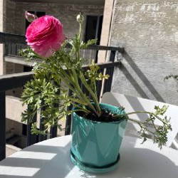 Клубника - фото 5