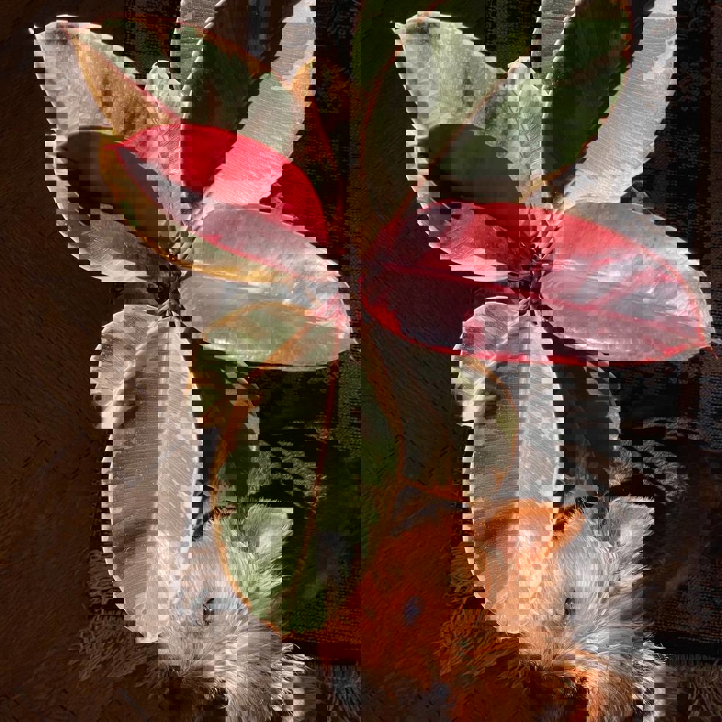 Фикус эластика