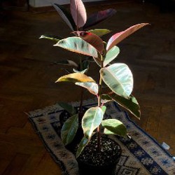 Фикус эластика - фото 2