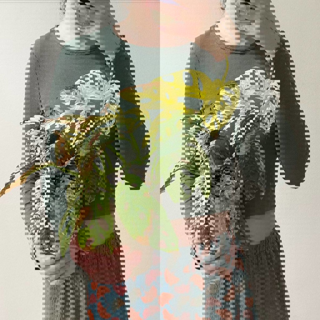 Филодендрон Lemon Lime