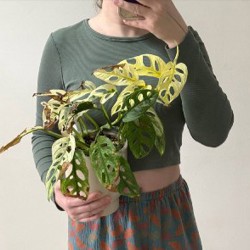 Филодендрон Lemon Lime - фото 1