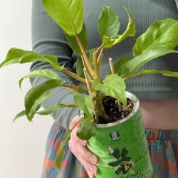 Филодендрон Lemon Lime - фото 3