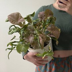 Филодендрон Lemon Lime - фото 4