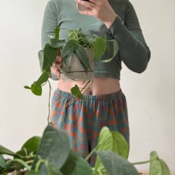 Филодендрон Lemon Lime - фото 5