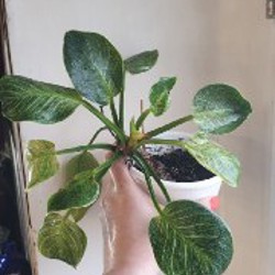 Филодендрон биркин - фото 1