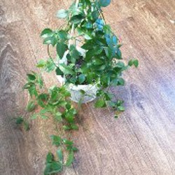 Филодендрон биркин - фото 2