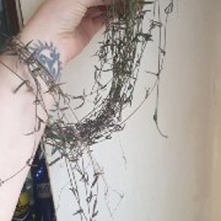 Филодендрон биркин - фото 3