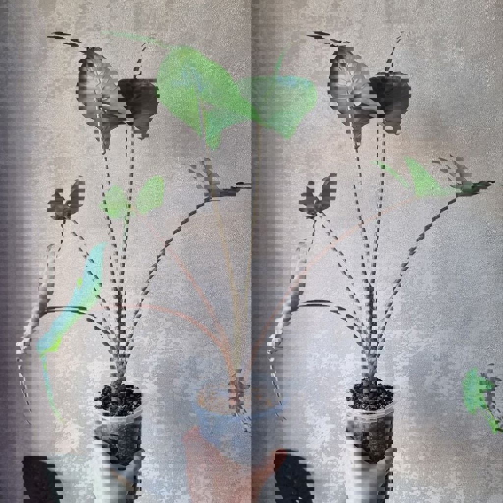 Алоказия Юкатан Принцесс (меньшее растение)