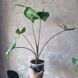 Алоказия Юкатан Принцесс (меньшее растение) - фото 1