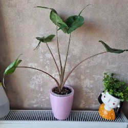 Алоказия Юкатан Принцесс (меньшее растение) - фото 2