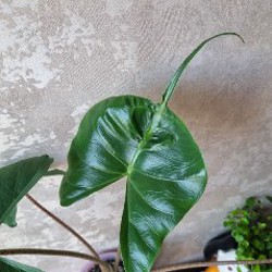 Алоказия Юкатан Принцесс (меньшее растение) - фото 3