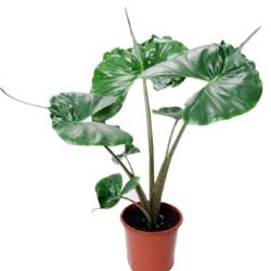 Алоказия Юкатан Принцесс (меньшее растение) - фото 4