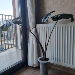 Алоказия Юкатан Принцесс (меньшее растение) - фото 5