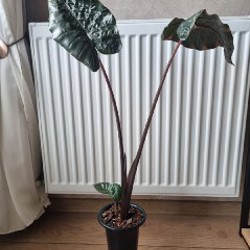 Алоказия Юкатан Принцесс (меньшее растение) - фото 6