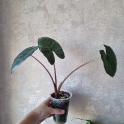 Алоказия Юкатан Принцесс (меньшее растение) - фото 8