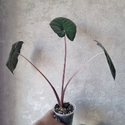 Алоказия Юкатан Принцесс (меньшее растение) - фото 9