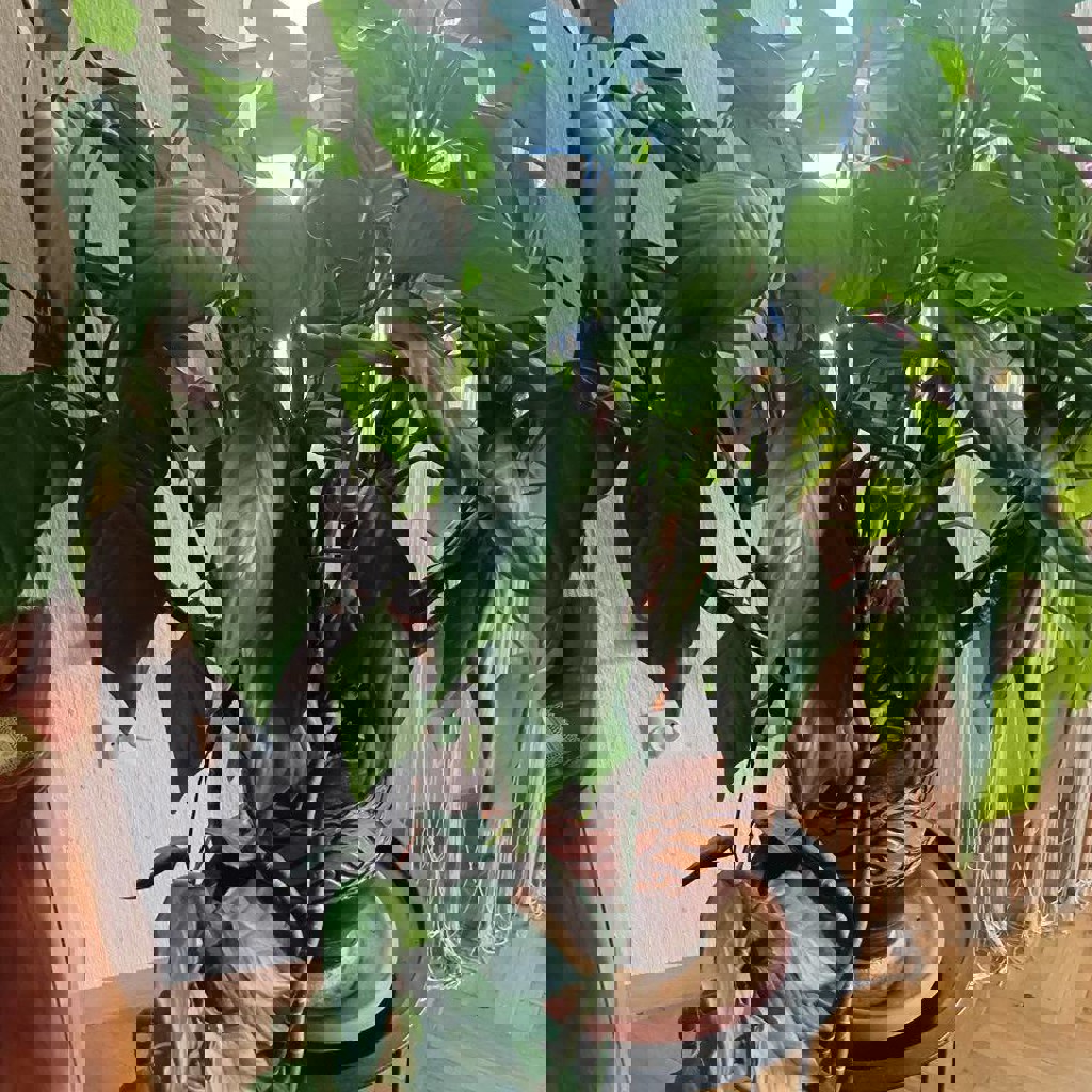 Юкка гигантская пальма