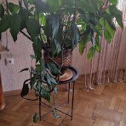 Юкка гигантская пальма - фото 2