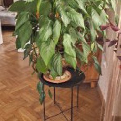 Юкка гигантская пальма - фото 3