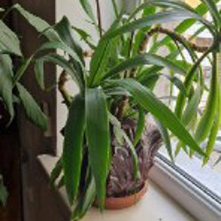 Юкка гигантская пальма - фото 4