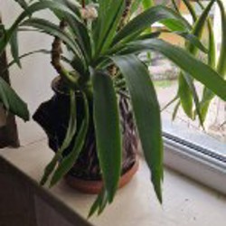 Юкка гигантская пальма - фото 5