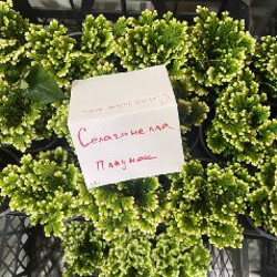 Каланхоэ - фото 3