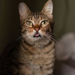 Кошка Кейли - фото 2