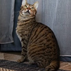 Кошка Кейли - фото 3