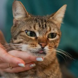 Кошка Кейли - фото 4