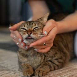 Кошка Кейли - фото 5